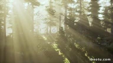 <strong>树</strong>林由阳光照耀在雾中