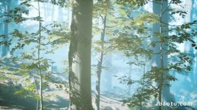 阳光灿烂的森林,阳光透过雾