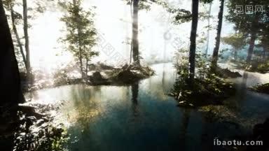 森林的全景,河流映射着水里的<strong>树木</strong>