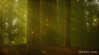 雾蒙蒙的雾雾的森林中的萤火虫