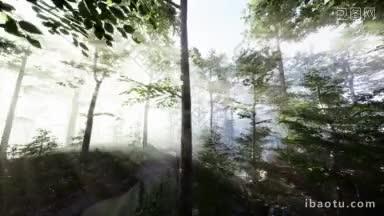 神奇的森林光线通过木头fpv drone