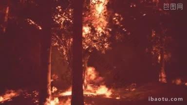 森林里的野火烧毁了土地