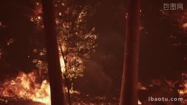 森林里的野<strong>火烧</strong>毁了土地