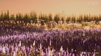 在夏日的夕阳下绽放着淡紫的田野