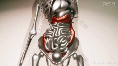 人体<strong>骨骼</strong>与器官模型
