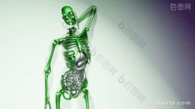 人体骨骼与器官模型