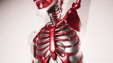 人体<strong>骨骼</strong>与器官模型