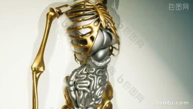 人体骨骼与器官模型