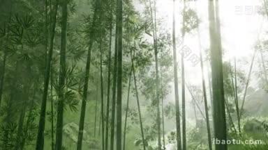 一片绿油油的竹林视频