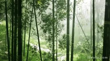 空镜头下的绿油油竹林