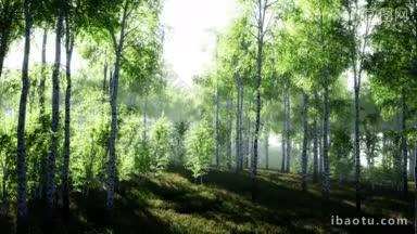 唯美治愈的绿色树林实拍