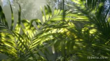 棕榈绿洲小径是国家公园众多的热门<strong>旅游项目</strong>之一