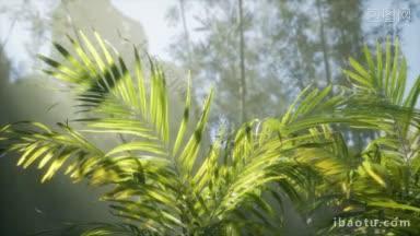 棕榈绿洲小径是国家公园众多的热门<strong>旅游项目</strong>之一