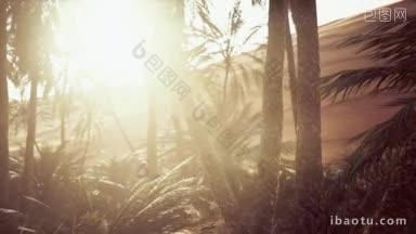 棕榈绿洲小径是国家公园众多的<strong>热门</strong>旅游项目之一