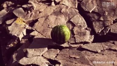 青瓜果树在岩石上