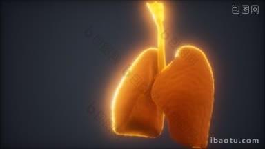 d对肺部进行医学精确的动画