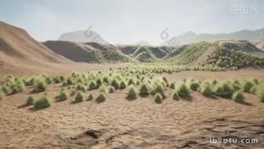 沙漠长出绿色植物视频