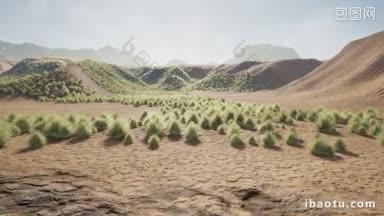 一株一株植物在沙丘生长