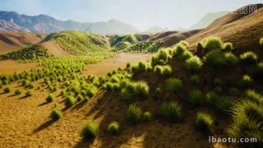 炎热的沙漠长出绿植