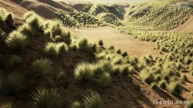 沙漠绿植慢镜头视频