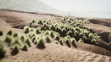 沙漠长出一些绿植