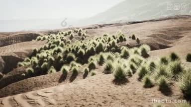 炎热的沙漠出现绿植