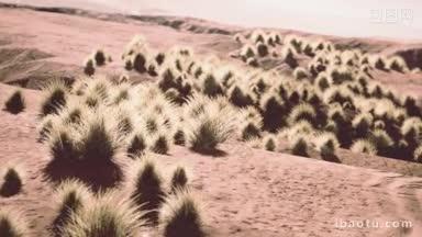 火热沙丘长出植物