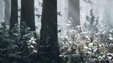 冬天的松树林中日落或日出,被雪覆盖