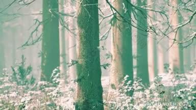十二月的神奇森林,阳光灿烂