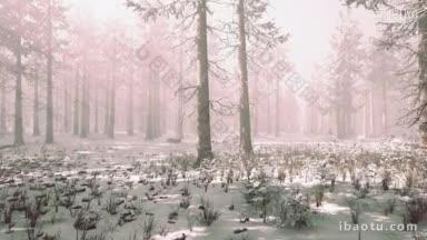 神秘的冬季森林,雪和阳光穿过树木
