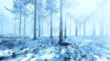神秘的冬季森林,雪和阳光穿过<strong>树木</strong>