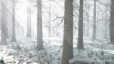 神秘的冬季森林,雪和阳光穿过树木