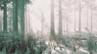 树木在阴暗的冬季森林里,寒冷和雾气