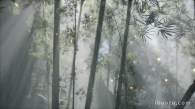 亚洲竹林,晨雾天气