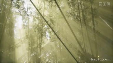 亚洲竹林,晨雾天气