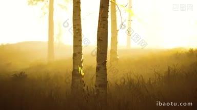 新鲜的清晨的雾气在森林里,太阳升起
