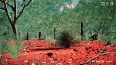 澳大利亚的灌木在红沙上