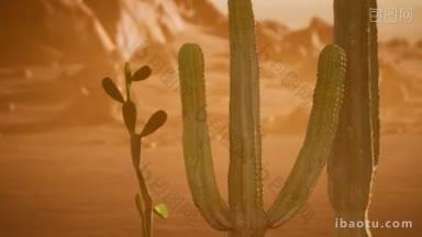 亚利桑那沙漠的夕阳与巨大的萨瓜罗仙人掌