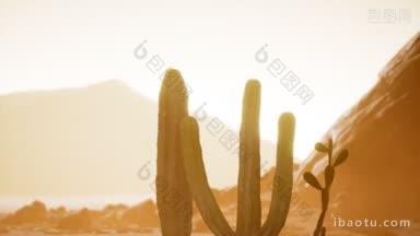 亚利桑那<strong>沙漠</strong>的夕阳与巨大的萨瓜罗<strong>仙人掌</strong>