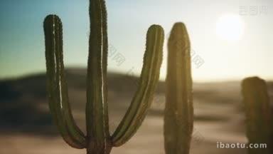 萨瓜罗仙人掌在亚利桑那的声带沙漠