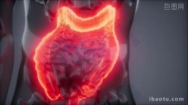 人类结肠放射学检查