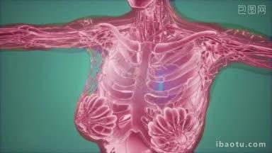 乳腺癌<strong>诊断</strong> mammogram radio imaging