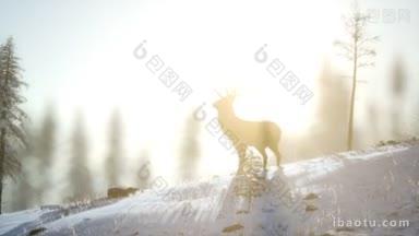 骄傲高贵的鹿雄在冬季雪林