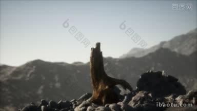 枯木孤独在岩石上视频