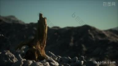 孤独枯木屹立岩石视频