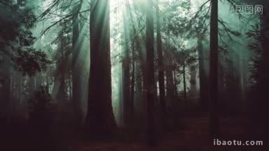 森系树林清冷色调视频
