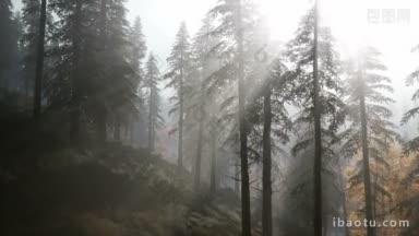 森林在秋天清晨的雾中