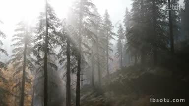 森林在秋天<strong>清晨的</strong>雾中