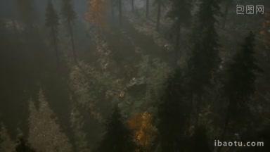 森林在秋天清晨的雾中