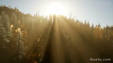 太阳的k射线穿过树枝